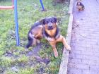 Schäferhundmischling Rüde 2 Jahre 8 Monate alt