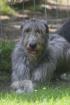 Irish Wolfhoundwelpen VDH IWC