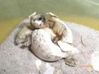 Verkaufe Landschildkröte aus Hobbyzucht 2022 und Floraton 3