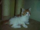 Traumhaft schöne maine Coon Kitten