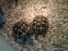 Biete 2 griechische landschildkröten zum verkauf an jungtiere