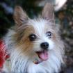 SWEET MOGLI - Biewer Yorkshire - 9 Jahre - Tierhilfe-Franken e. V.