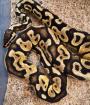 Python regius in gute Hände
