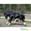 Holmewood Sampson 47017 Shire Horse - Hengst