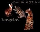 Bengal Cat in brown-rosetted