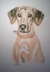 Hundeportraits Tierportraits nach Foto