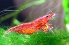 Red Cherry Garnelen. Rote Kirschgarnelen Neocaridina heteropoda