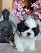 Bildschöne Shih Tzu Welpen aus VDH kontrollierter Hobbyzucht