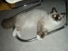 Wir haben bald Ragdoll/Persermix Katzenbabys