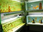 Diskusfische zu günstigen Preisen ab 6 Euro