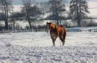 TOP Deckhengst A Smokin Little Gun AQHA APHA Foundation Quarter Pony Pin