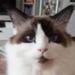 WOODY - Birma-Perserkatze-Türkisch Van - 10 Jahre - Tierhilfe-Franken e. V.