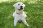 JUNA - Labrador Retriever reinrassig - 1 Jahr - Tierhilfe-Franken e. V.