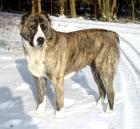 Mittelasiatischer Schäferhund Welpen mit FCI Pedigree