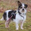PANDASCH - Yorki-Mix - 5 Jahre - Tierhilfe-Franken e. V.