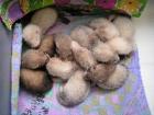 Frettchenbabies
