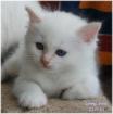 Heilige Birmababies aus liebevoller reg. Hobbyzucht
