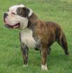 SUCHE OLD ENGLISH BULLDOGEN RÜDEN ODER MIX