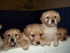 Golden Retriever Mix Welpen