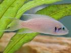 Feenbarsch Prinzessin von Burundi Neolamprologus brichardi