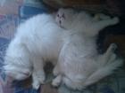 Ich bin eine einjährige weiße Maine Coon Dame