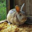 RUDI - Zwergkaninchen - 1 Jahr - Tierhilfe-Franken e. V.