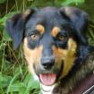 WILHELMINCHEN - Mix - 1 Jahr - Tierhilfe-Franken e. V.