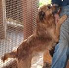 Nemo - ein besonderer nur lieber Hund für liebe Menschen