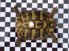 Griechische Landschildkröten Nachzucht 2022