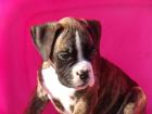 Boxerlwelpen 10 Wochen alt