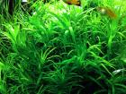 Seegrasblättriges Trugkölbchen Bündel Wasserpflanzen Versand/ Abholung
