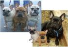 Französische Bulldoggen Wuffis