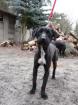 Schnauzermix Rüde DRINGEND
