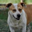 Christoph - nicht unbedingt ein Anfängerhund