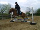 Suche reitbeteiligung
