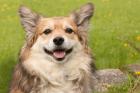 BALI - Süßer Corkie-Sheltie-Mix - 8 Jahre - Tierhilfe-Franken e. V.