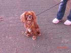 Cavalier King Charles Spaniel erfahrener Deckrüde in ruby
