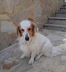 Michi sucht ein passendes Zuhause