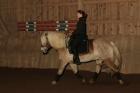 BIETE REITBETEILIGUNG auf Sport- HAFLINGER