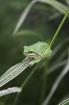 Europäische Laubfrösche Hyla arborea abzugeben