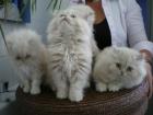 Perserbabys