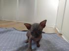 Süße can. Sphynx Babys