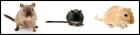 Mongolische Wüstenrennmäuse Gerbils