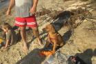 Rhodesian-ridgebackmix