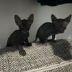 Don- Canadian Sphynx/ Sphinx Kitten