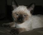 Superknuffige Siamkitten Thaikitten abzugeben