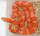 Zuchtpaar 1. 1 het. Mandarin Motley NZ 2021