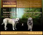 Perro de Presa Mallorquin - Cadebou