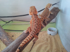 USA Farbbartagamen NZ ten von 05 und 06. 2021 Echte Sandfire Tiere von Dachiu
