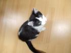 Hauskatze zu vergeben